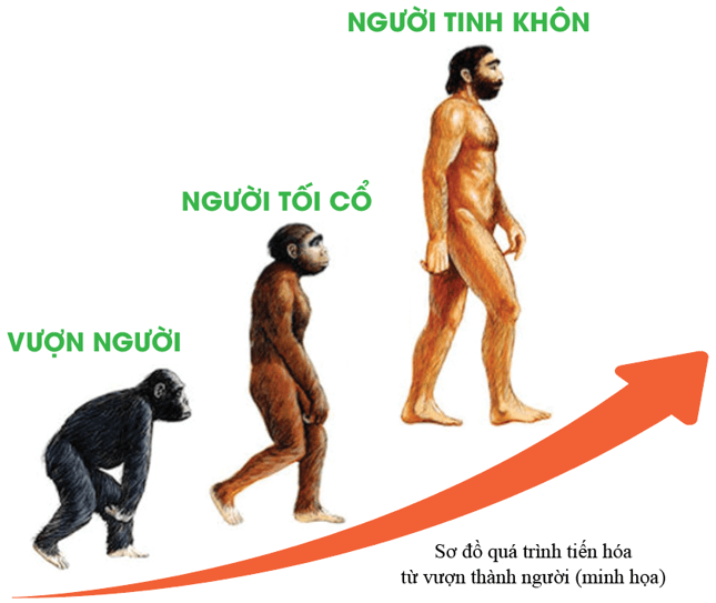 Lịch Sử 6 Bài 4: Nguồn gốc loài người