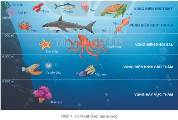 Địa Lí 6 Bài 23: Sự sống trên Trái Đất