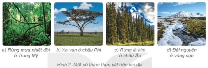 Địa Lí 6 Bài 23: Sự sống trên Trái Đất