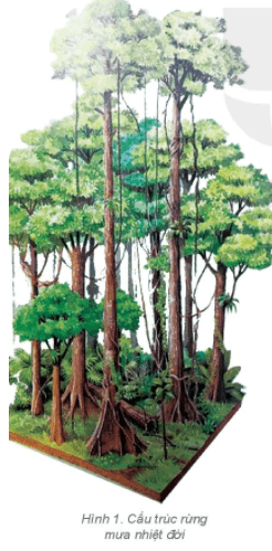 Địa Lí 6 Bài 24: Rừng nhiệt đới
