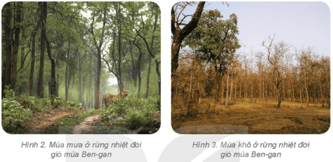 Địa Lí 6 Bài 24: Rừng nhiệt đới