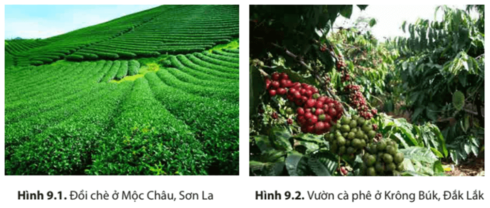 Địa Lí 8 Kết nối tri thức Bài 9: Thổ nhưỡng Việt Nam