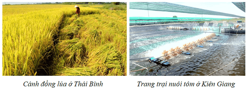 Địa Lí 8 Kết nối tri thức Bài 9: Thổ nhưỡng Việt Nam