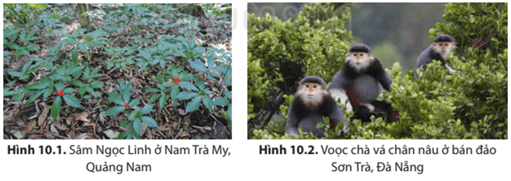 Địa Lí 8 Kết nối tri thức Bài 10: Sinh vật Việt Nam