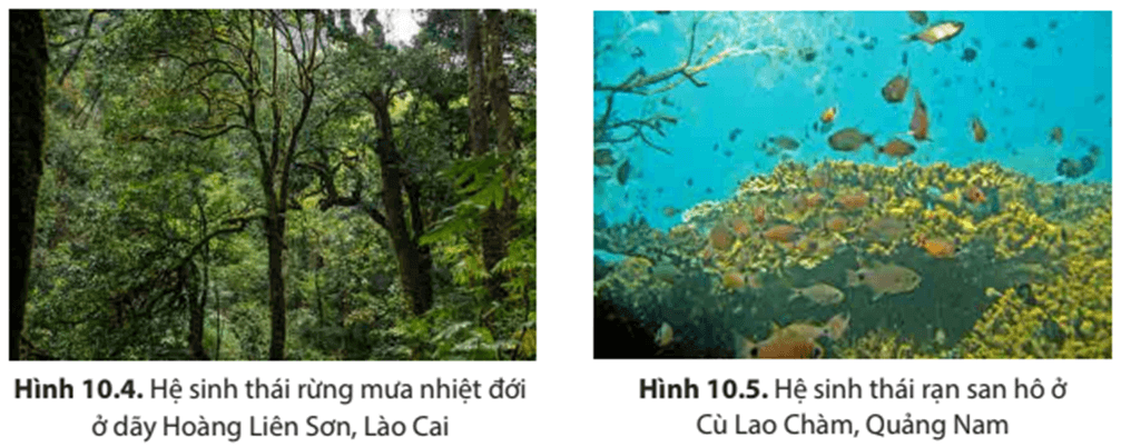 Địa Lí 8 Kết nối tri thức Bài 10: Sinh vật Việt Nam
