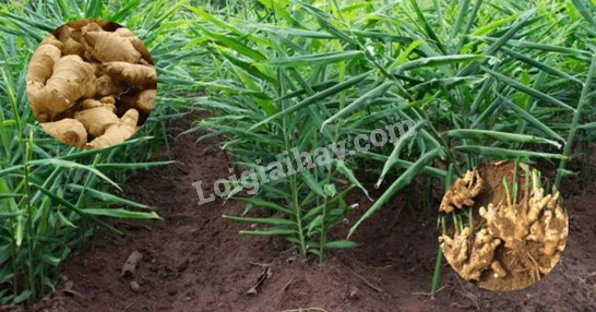 Hình 4: Địa lí 9 Kết nối tri thức - Bài 7: Thực hành: Viết báo cáo về một mô hình sản xuất nông nghiệp có hiệu quả
