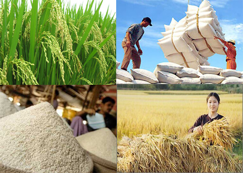Hình ảnh minh họa SGK Sinh học 10