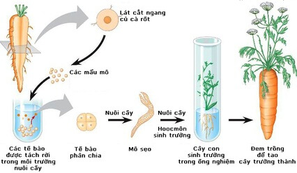 Hình ảnh minh họa SGK Sinh học 10