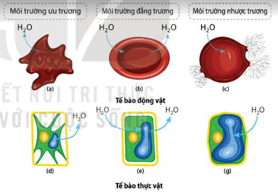 Hình ảnh minh họa SGK Sinh học 10