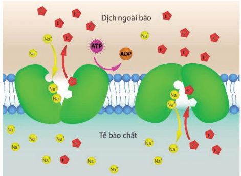 Hình ảnh minh họa SGK Sinh học 10