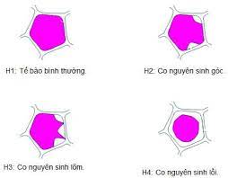 Hình ảnh minh họa SGK Sinh học 10