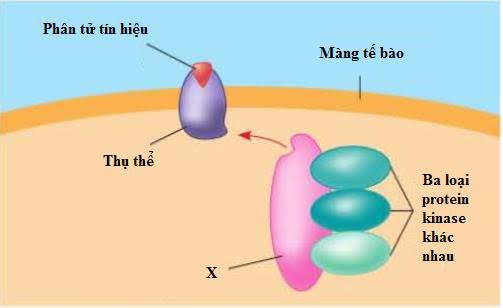 Hình ảnh minh họa SGK Sinh học 10