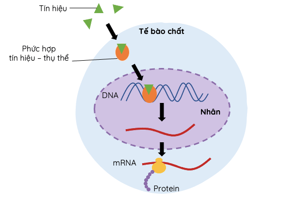 Hình ảnh minh họa SGK Sinh học 10