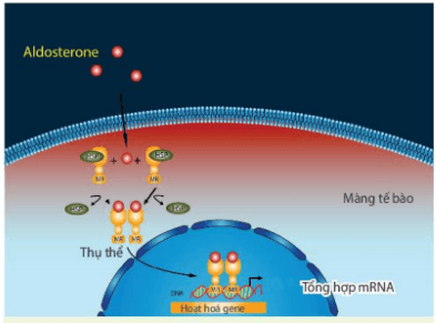 Hình ảnh minh họa SGK Sinh học 10