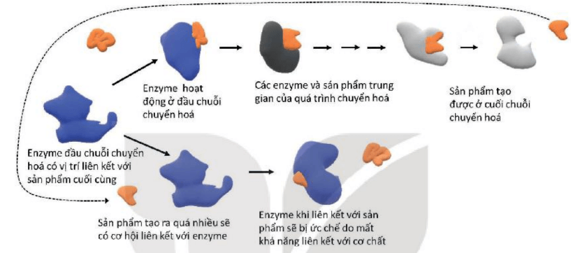 Hình ảnh minh họa SGK Sinh học 10