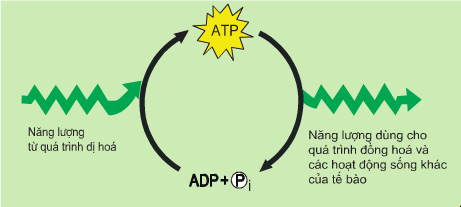 Hình ảnh minh họa SGK Sinh học 10