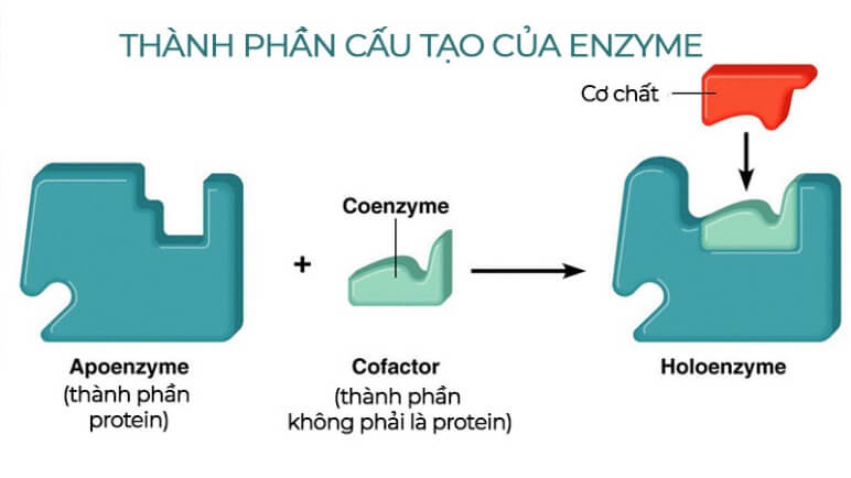 Hình ảnh minh họa SGK Sinh học 10