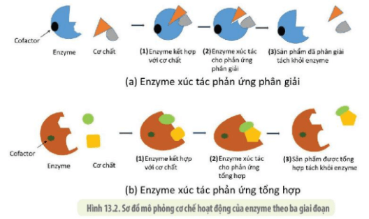 Hình ảnh minh họa SGK Sinh học 10