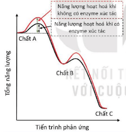 Hình ảnh minh họa SGK Sinh học 10