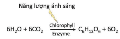 Hình ảnh minh họa SGK Sinh học 10
