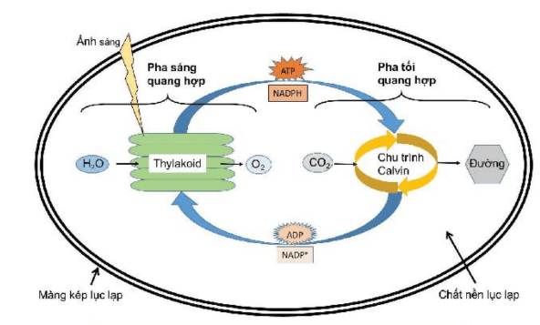 Hình ảnh minh họa SGK Sinh học 10