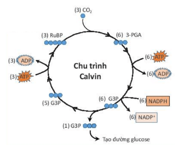 Sơ đồ cơ chế pha sáng của quá trình quang hợp và sơ đồ tóm tắt chu trình Calvin