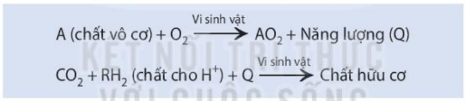 Hình ảnh minh họa SGK Sinh học 10