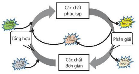 Hình ảnh minh họa SGK Sinh học 10