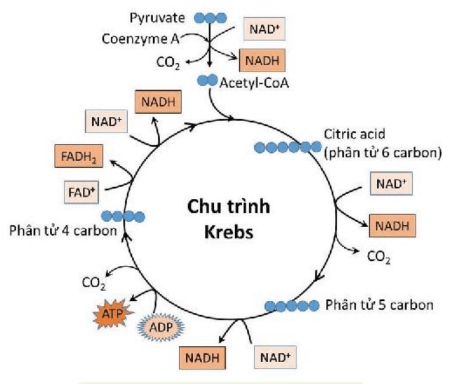 Hình ảnh minh họa SGK Sinh học 10
