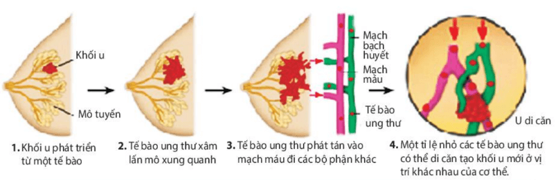Hình ảnh minh họa SGK Sinh học 10