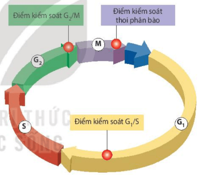 Hình ảnh minh họa SGK Sinh học 10