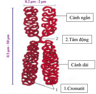Hình ảnh minh họa SGK Sinh học 10