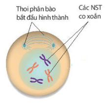 Hình ảnh minh họa SGK Sinh học 10