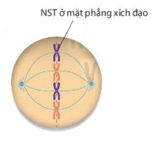 Hình ảnh minh họa SGK Sinh học 10