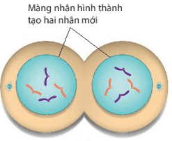 Hình ảnh minh họa SGK Sinh học 10