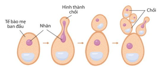 Hình ảnh minh họa SGK Sinh học 10