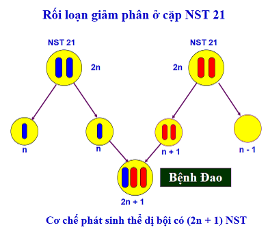 Hình ảnh minh họa SGK Sinh học 10