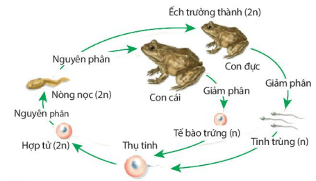 Hình ảnh minh họa SGK Sinh học 10
