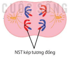 Hình ảnh minh họa SGK Sinh học 10