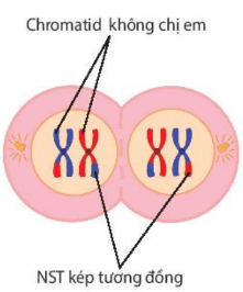 Hình ảnh minh họa SGK Sinh học 10