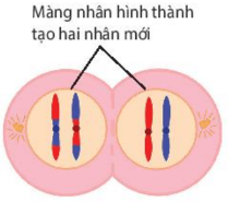Hình ảnh minh họa SGK Sinh học 10