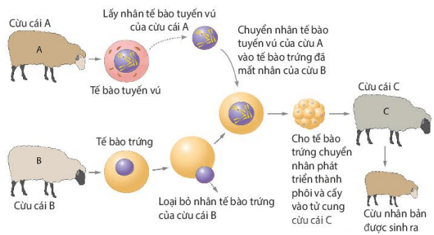 Hình ảnh minh họa SGK Sinh học 10