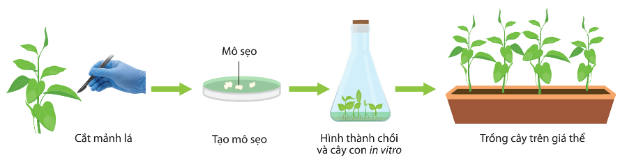 Hình ảnh minh họa SGK Sinh học 10