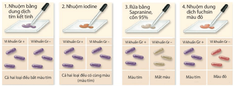 Tiêu bản nhuộm đơn vi khuẩn
