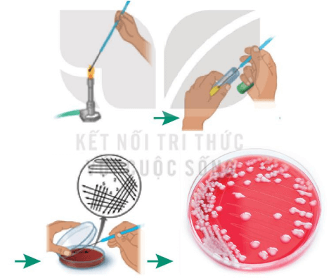 Hình ảnh minh họa SGK Sinh học 10
