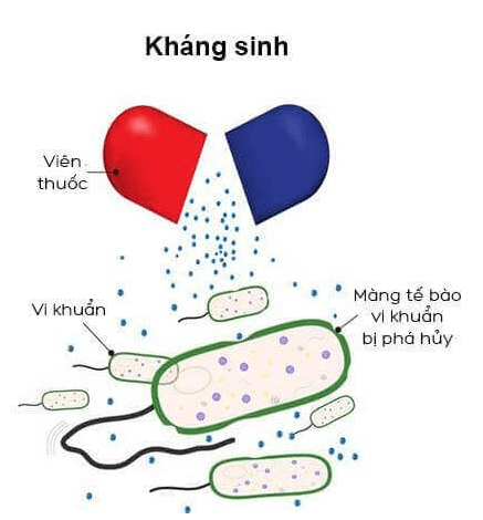 Hình ảnh minh họa SGK Sinh học 10