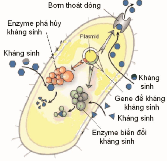 Hình ảnh minh họa SGK Sinh học 10