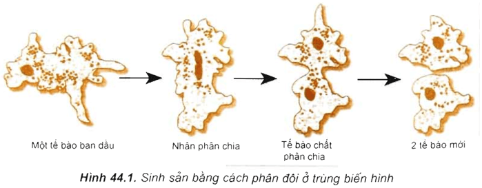Hình ảnh minh họa SGK Sinh học 10