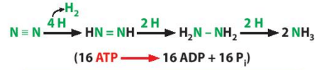 Hình ảnh minh họa SGK Sinh học 10