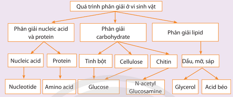 Hình ảnh minh họa SGK Sinh học 10